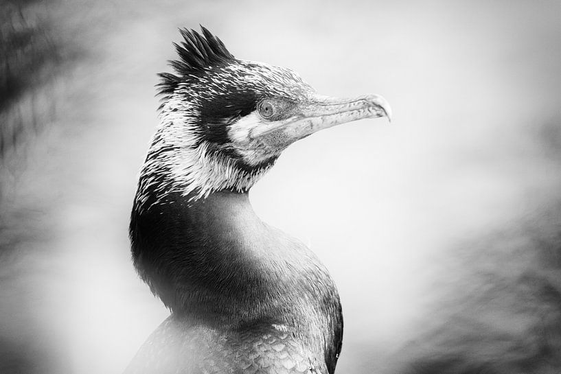 Portrait d'un cormoran (gros plan, noir et blanc) par Fotografie Jeronimo