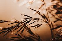 Riet pluimen