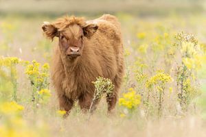 Schottisches Highlander-Kalb auf der Heide.