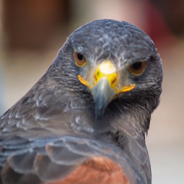 Raubvogel - 3 von Peter Morgenroth