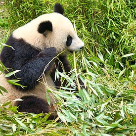 Giant panda eating bamboo. The endangered bear from Asia with black by Martin Köbsch