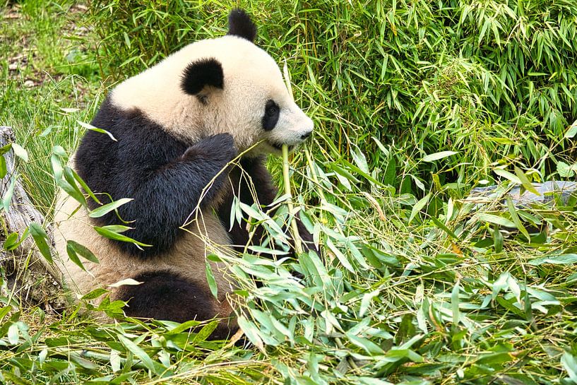 Reuzenpanda die bamboe eet. De bedreigde beer uit Azië met zwarte van Martin Köbsch