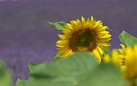 Le tournesol