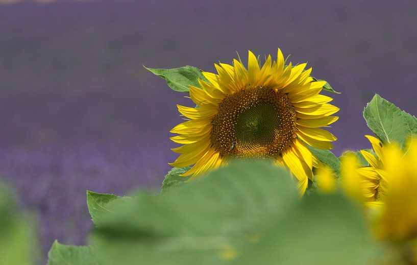 Le tournesol by Georges Rudolph