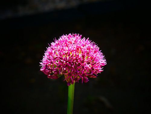 Rosa Blume im Dunkeln