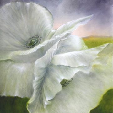 white poppy by Annette Schmucker