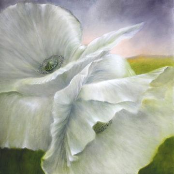 pavot blanc sur Annette Schmucker