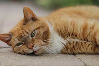 Poes in rust