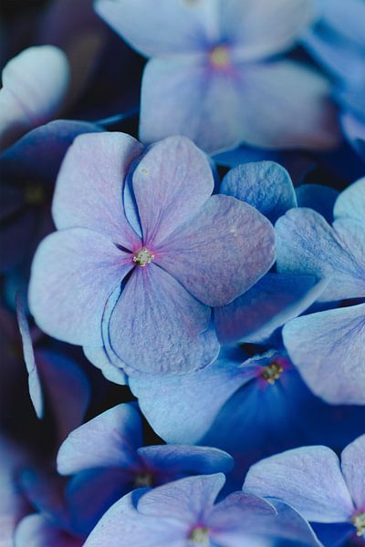 Blue Violet by Walljar