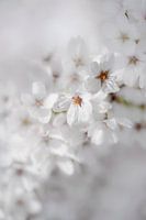 White Blossom en tant que mariée
