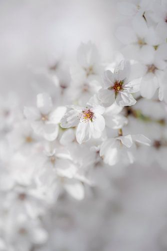 White Blossom as a Bride