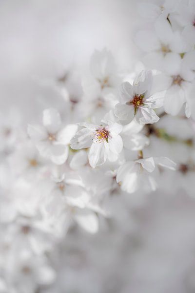 White Blossom en tant que mariée par Alie Ekkelenkamp