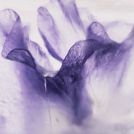 Des pois de senteur roses dans de la glace sur Marc Heiligenstein