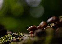 Aus dem Licht treten