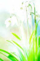 Sneeuwklokjes in de zon