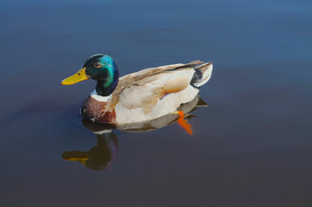Canard