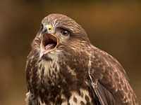 Buizerd