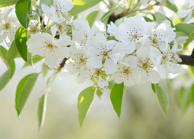 Birnenblüte von Elles Rijsdijk