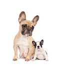 Studioporträt einer französischen Bulldoggenmutter und eines Welpen vor weißem Hintergrund von Leoniek van der Vliet Miniaturansicht