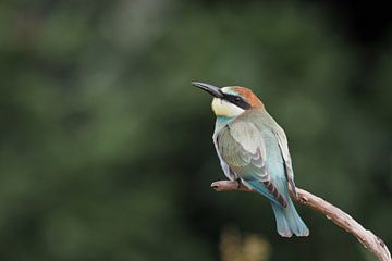 Gazing bee-eater by Astrid Brouwers