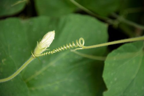 Who supports whom? Detail in a garden