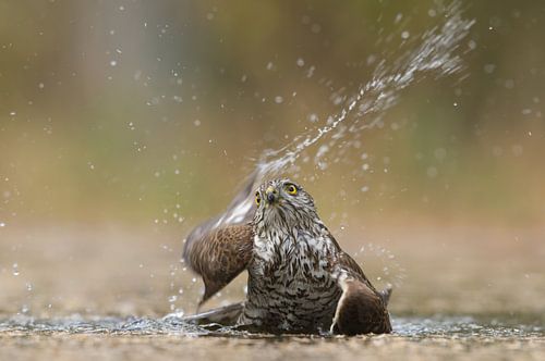 Une femelle épervier prend un bain.