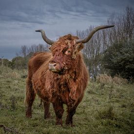 Scottish Highlander by Jaap Terpstra