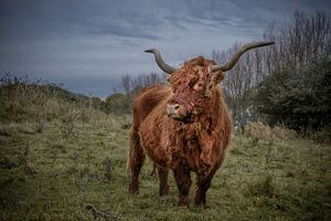Schottischer Hochländer