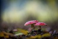 Fly agaric von Gonnie van de Schans Miniaturansicht