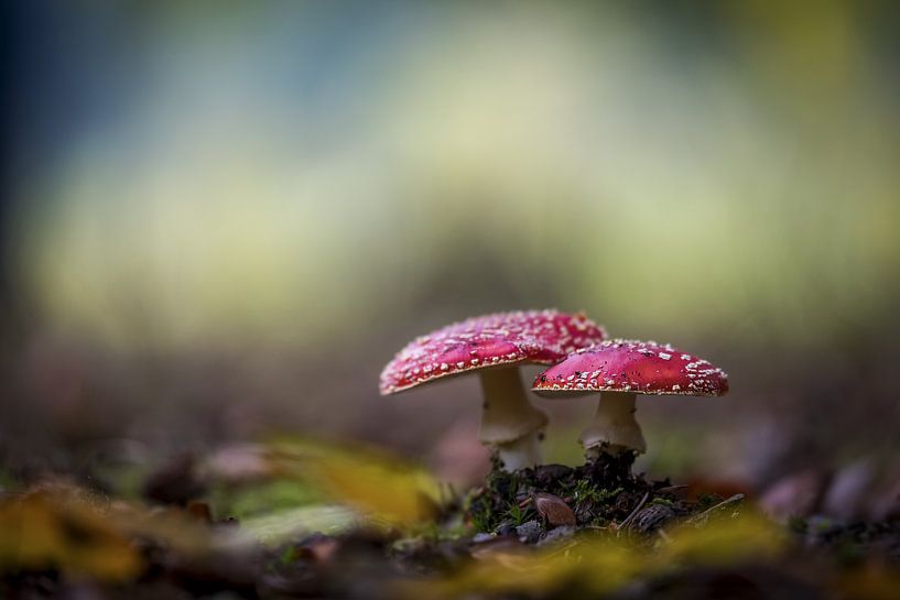 Vliegenzwammen in het bos par Gonnie van de Schans