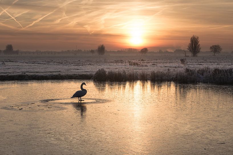 Swan on the ice by Hans Goudriaan