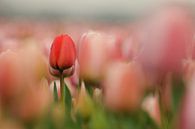 Tulpen von Erik Busstra Miniaturansicht