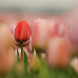 Tulpen von Erik Busstra