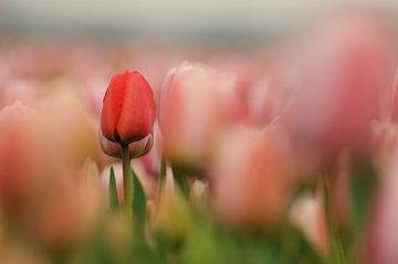 Tulpen van Erik Busstra