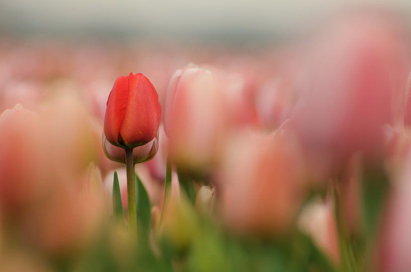 Tulpen von Erik Busstra