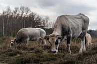 Gassende koeien in de winterse heide van Tina Linssen thumbnail