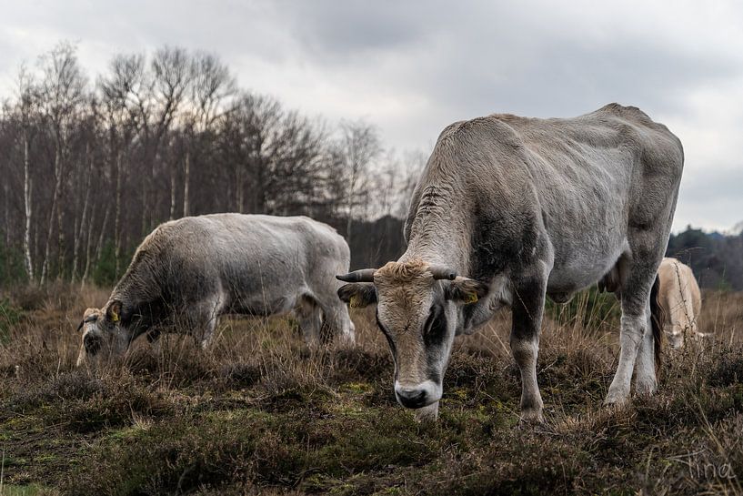 Gassende koeien in de winterse heide van Tina Linssen