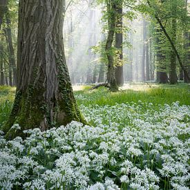 Badger garlic by Ivo Stokman
