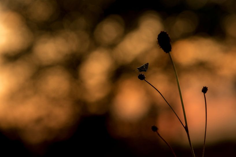 Aardbeivlinder bij zonsopkomst van Erik Veldkamp
