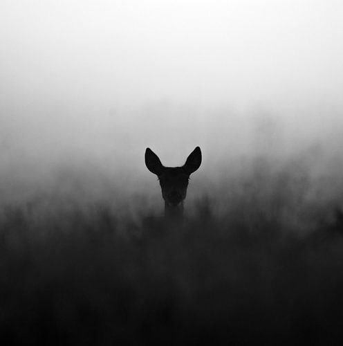 Rothirsch-Reh im nebligen Moorgebiet