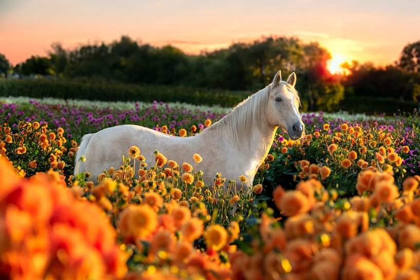 Horse in Sea of Flowers, Dahlia, at Sunset - Enchanting Nature Photography by Jolanda Hugens Kommers