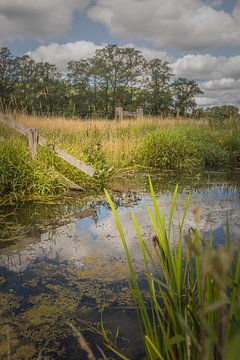 Pool at the Elsgraven 2 by Freddy Hoevers