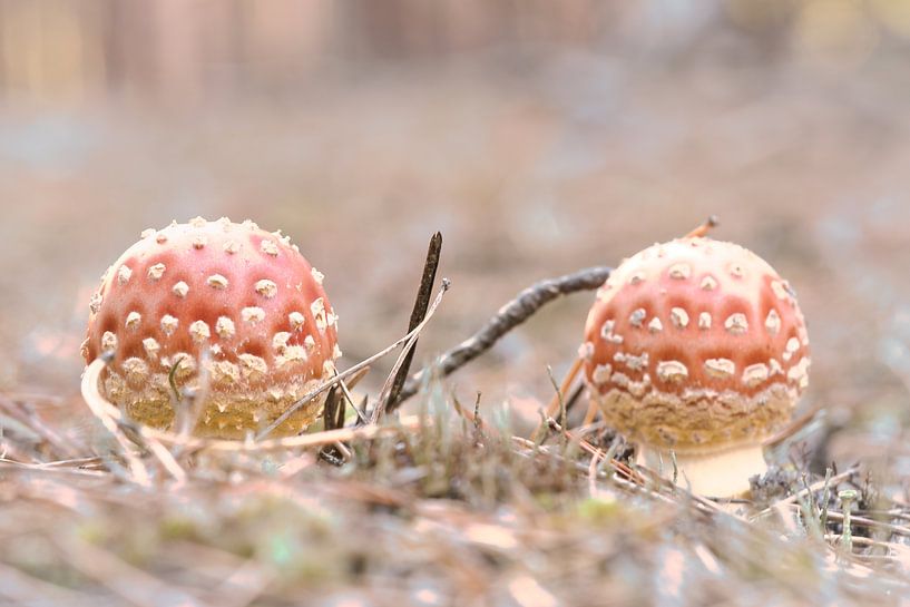 Delicate white red toadstool, on the forest floor. by Martin Köbsch