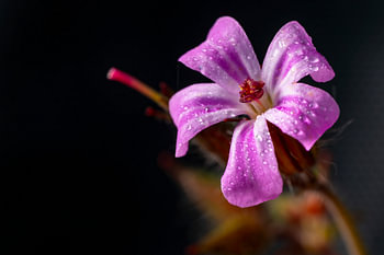 Bloem in het donker