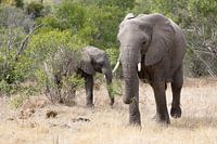 Elefant mit Jungtier