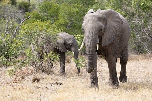 Éléphant avec ses petits sur Shirley Kroos