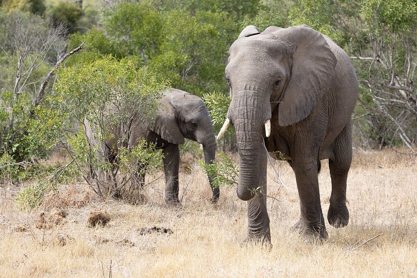 Elephant with young by Shirley Kroos