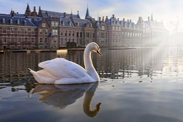 white swan on the Hofvijver in The Hague by gaps photography