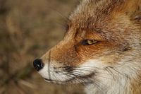 Vos in de Amsterdamse Waterleidingduinen