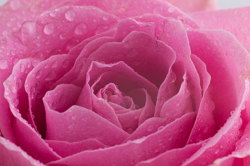 Prachtige roos met water druppels van Saskia Bon